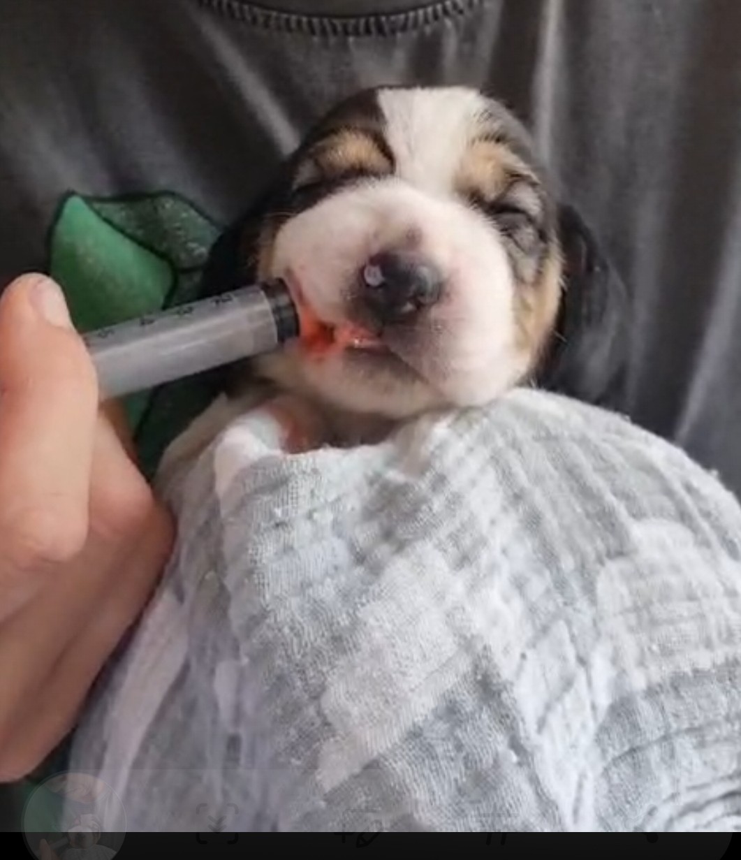 Beagle puppy krijgt ontwormingspasta