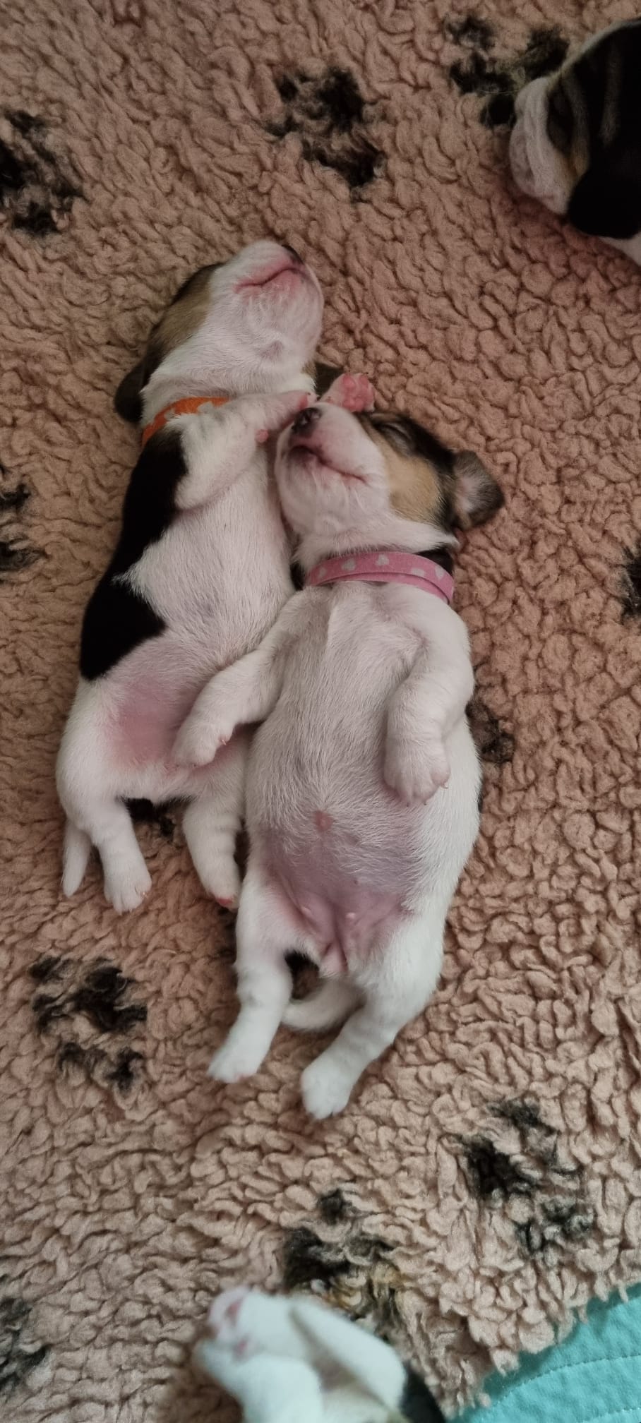 Beagle puppy's beschikbaar