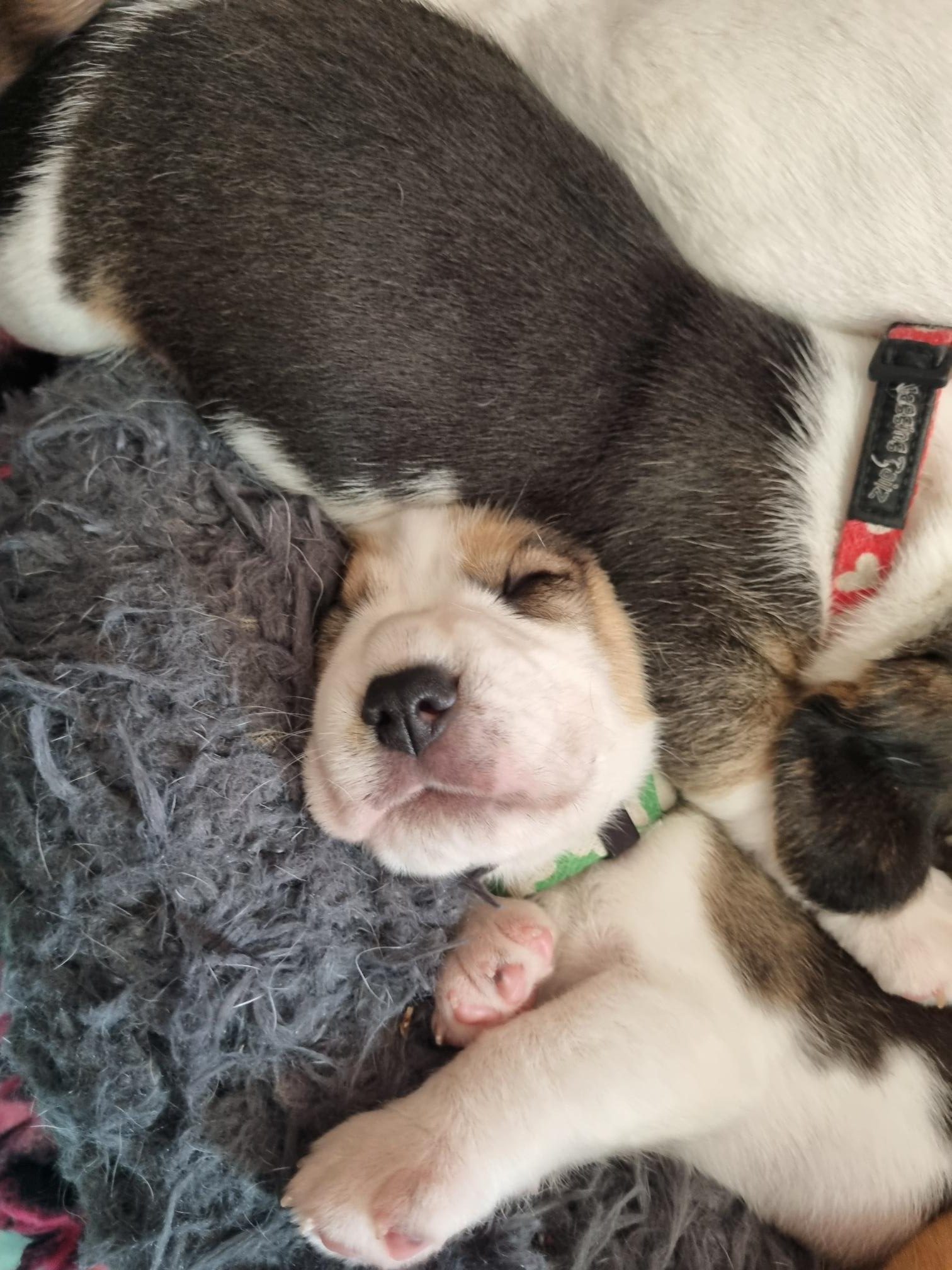 Beagle puppy in mandje