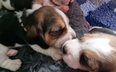 Beagle puppy´s beschikbaar bij betrouwbare fokker – 3 weken oud