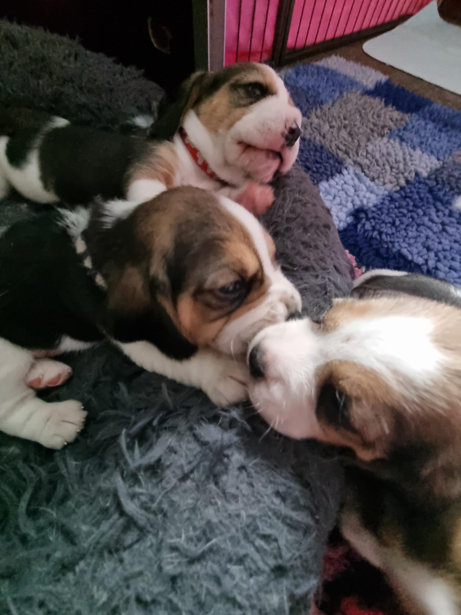 Beagle puppy's 3 weken oud