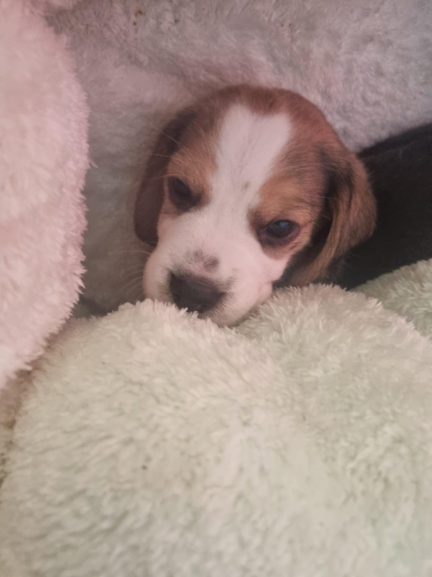 Beag;le puppy 4 weken oud