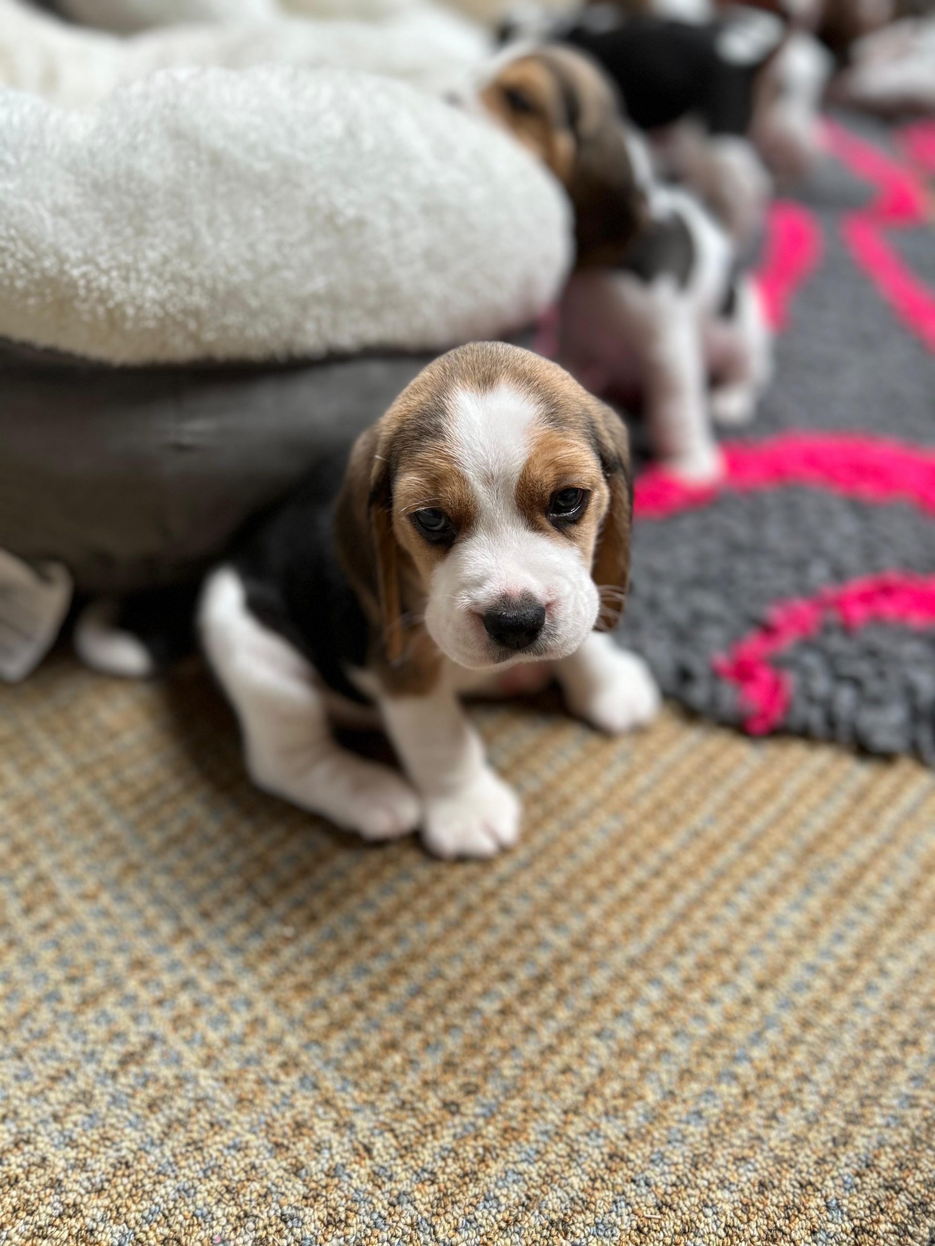 Beagle puppy kijkt in camera