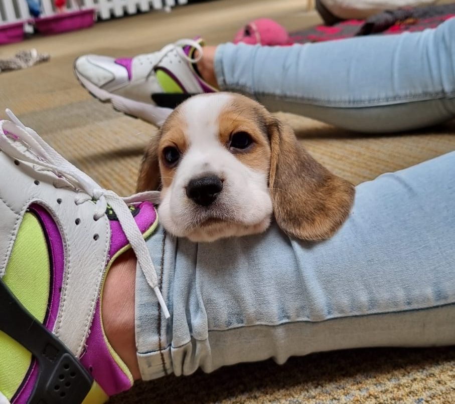 Beagle puppy op schoot