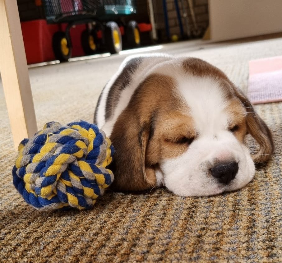 Slapende beagle puppy