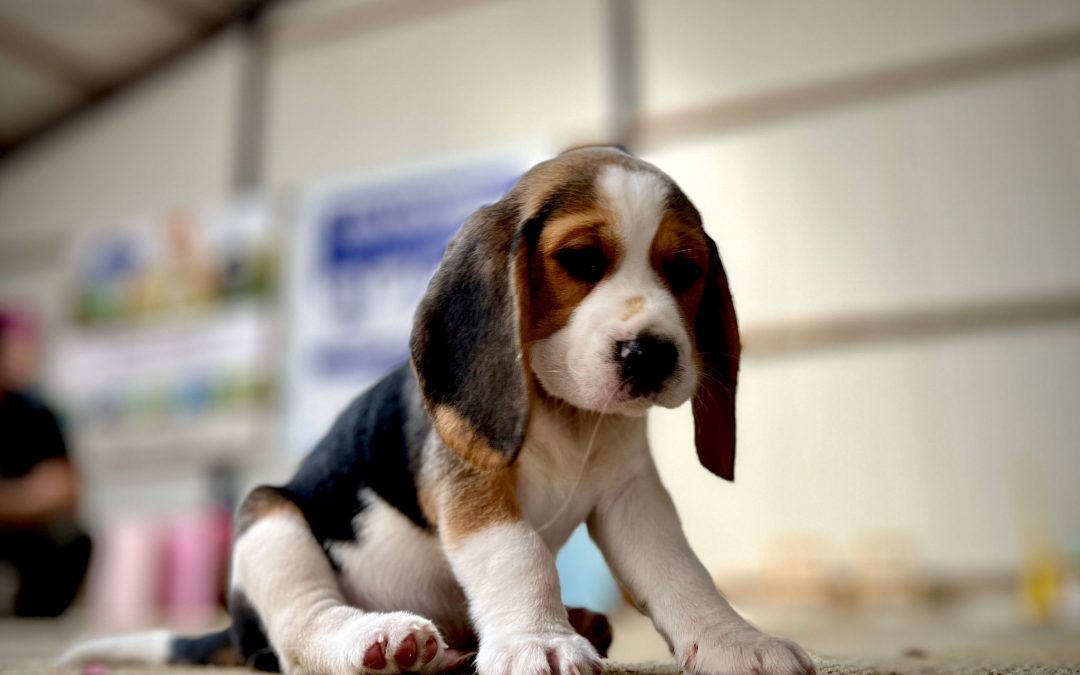 De ontwikkeling van onze Beagle-puppy’s: Week 7