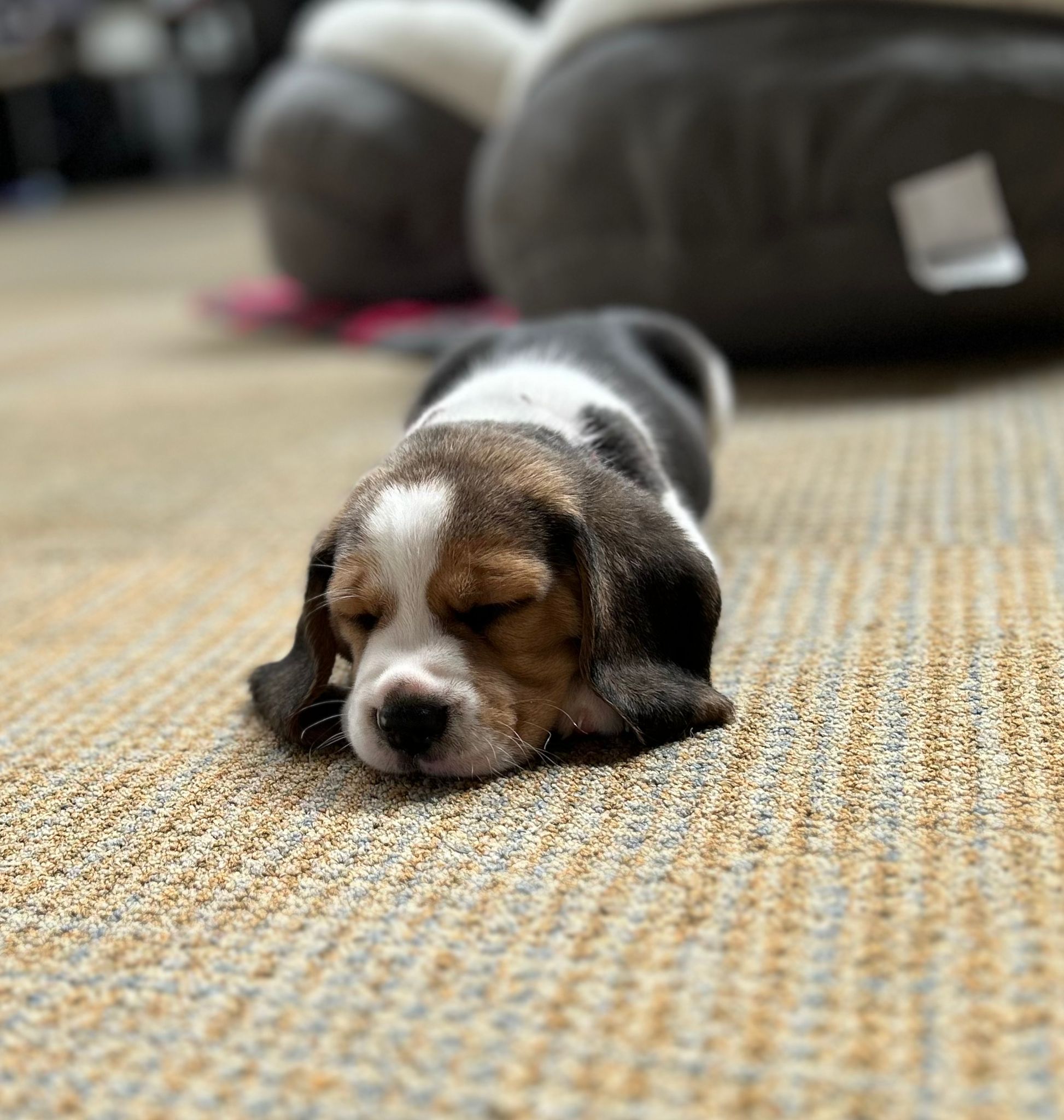 Slapende beagle puppy bij fokker