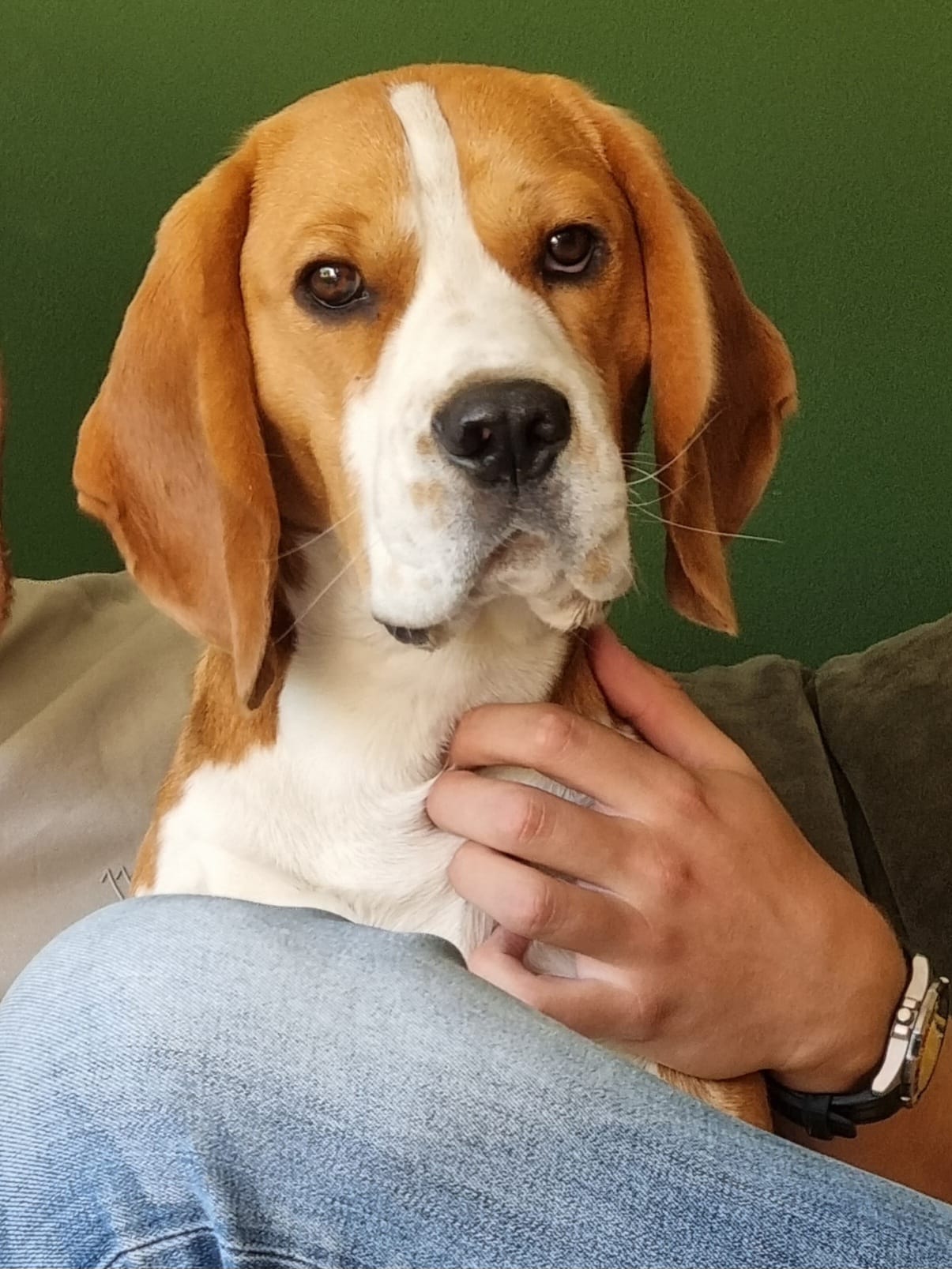 Beagle reu