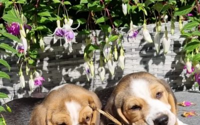 De eerste weken met je Beagle-puppy