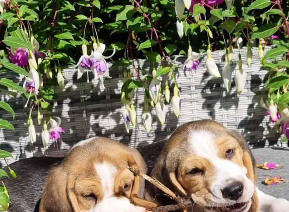 De eerste weken met je Beagle-puppy