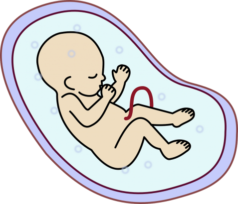 Le passage de l'étape d'embryon à celui de foetus expliqué par le blog bebe-famille.com