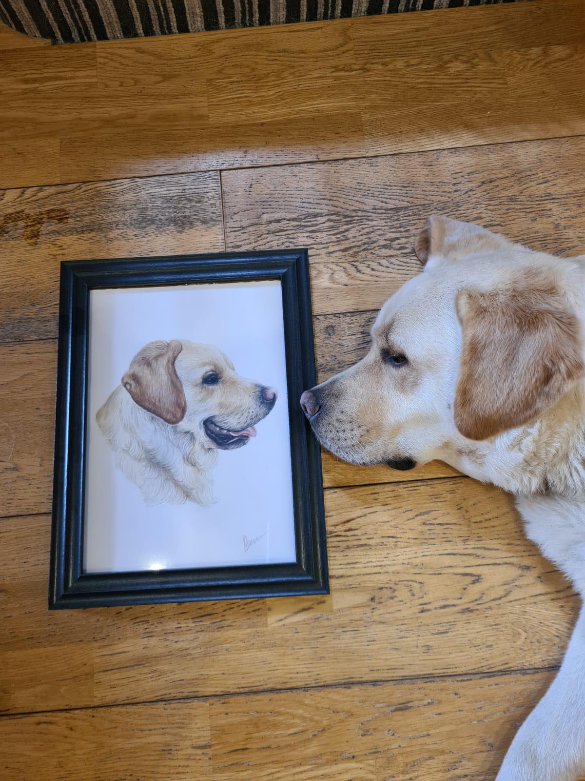 Becca's Pet Portraits