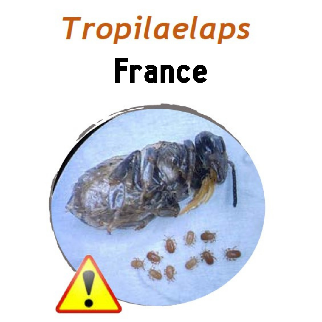 Tropilaelaps – France version