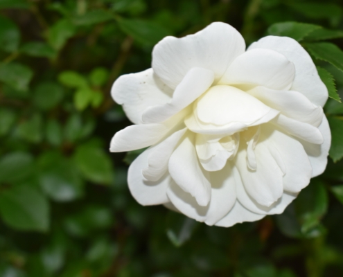 julie-blake-edison-mi5Ro_CJfAQ-unsplash