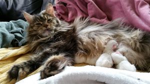 Maine Coon-bebisar