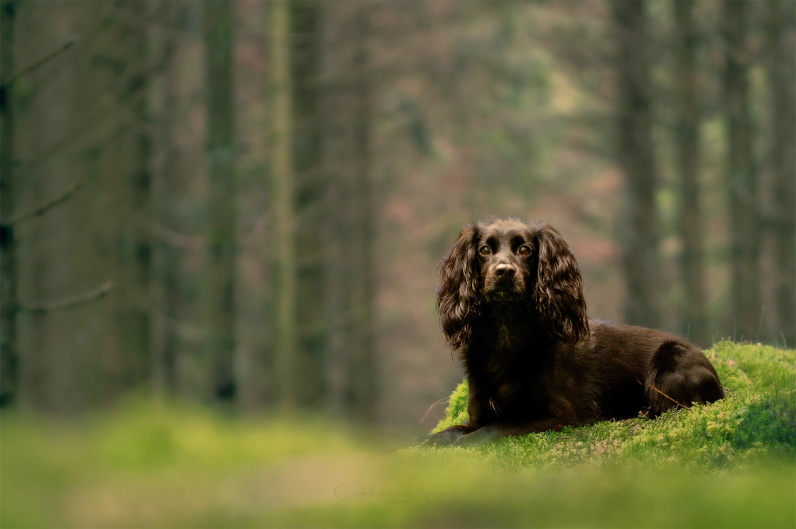 veterinärens egen hund