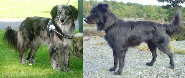 februar 2014 – Pyreneisk Gjeterhund – Kennel Petit Norvégien