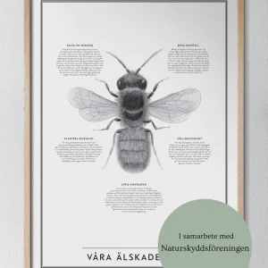 Kunskapstavla - Våra älskade bin