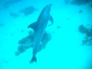 images_dagbog_marsaalam_2009_23