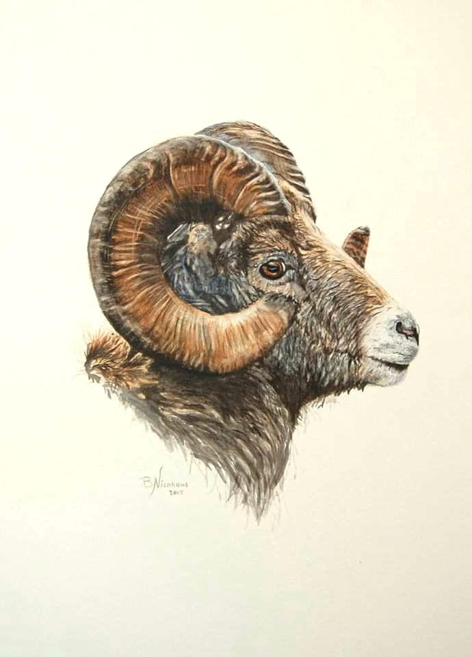 8-Mouflon