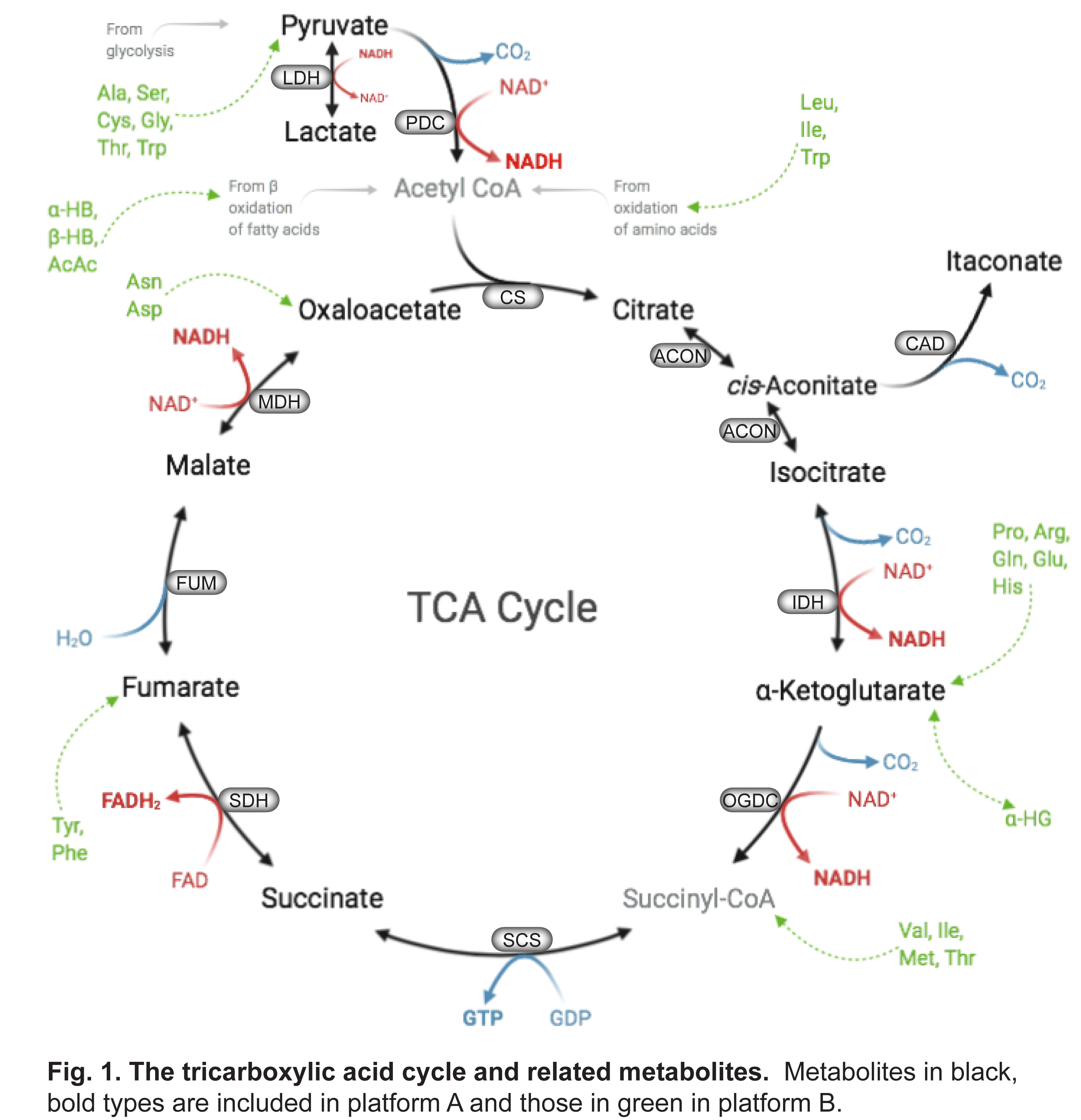 Tricarboxylic acid cycle (TCA) metabolites BEVITAL AS