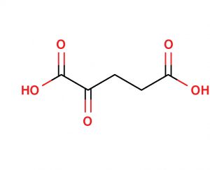 α-Ketoglutarate 2 aKG
