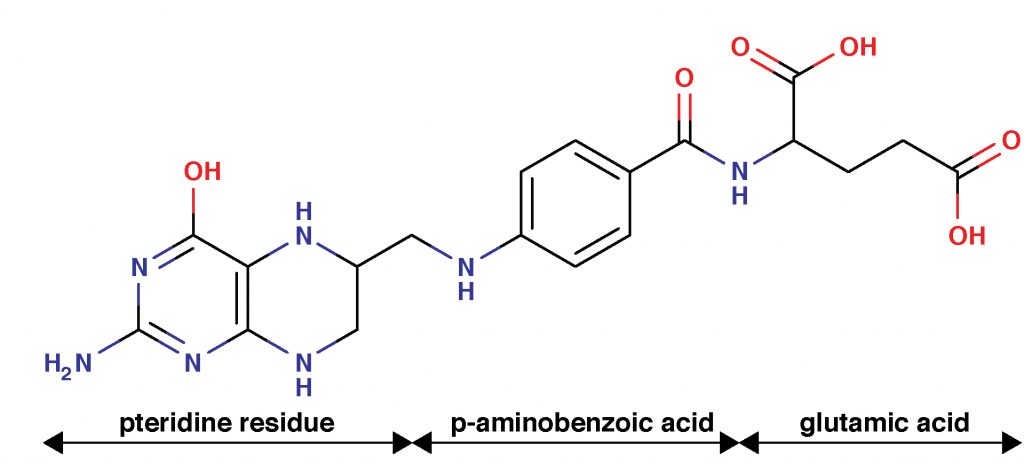 Folate species and catabolites 1 folate
