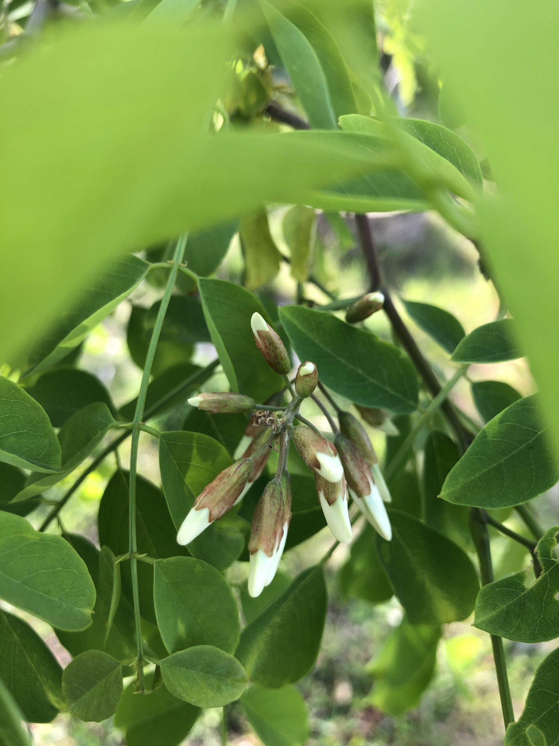Schijnacacia – Robinia pseudoacacia