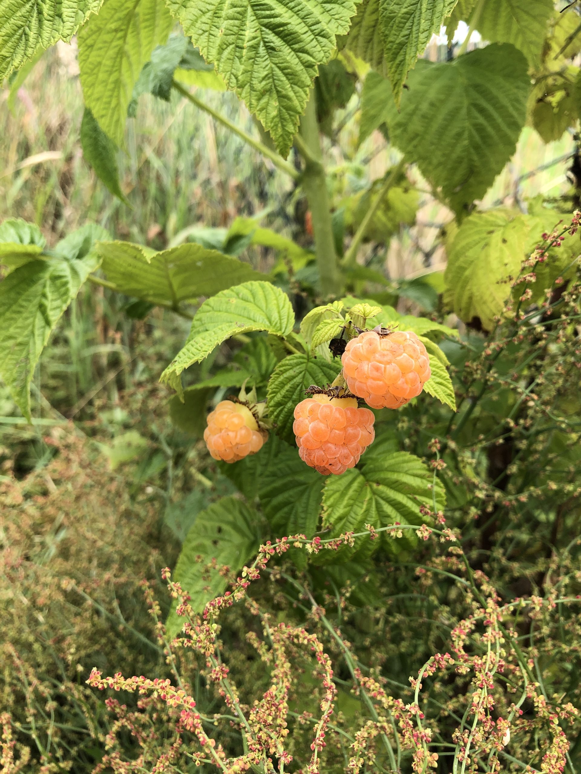 Framboos – Rubus idaeus | Fallgold