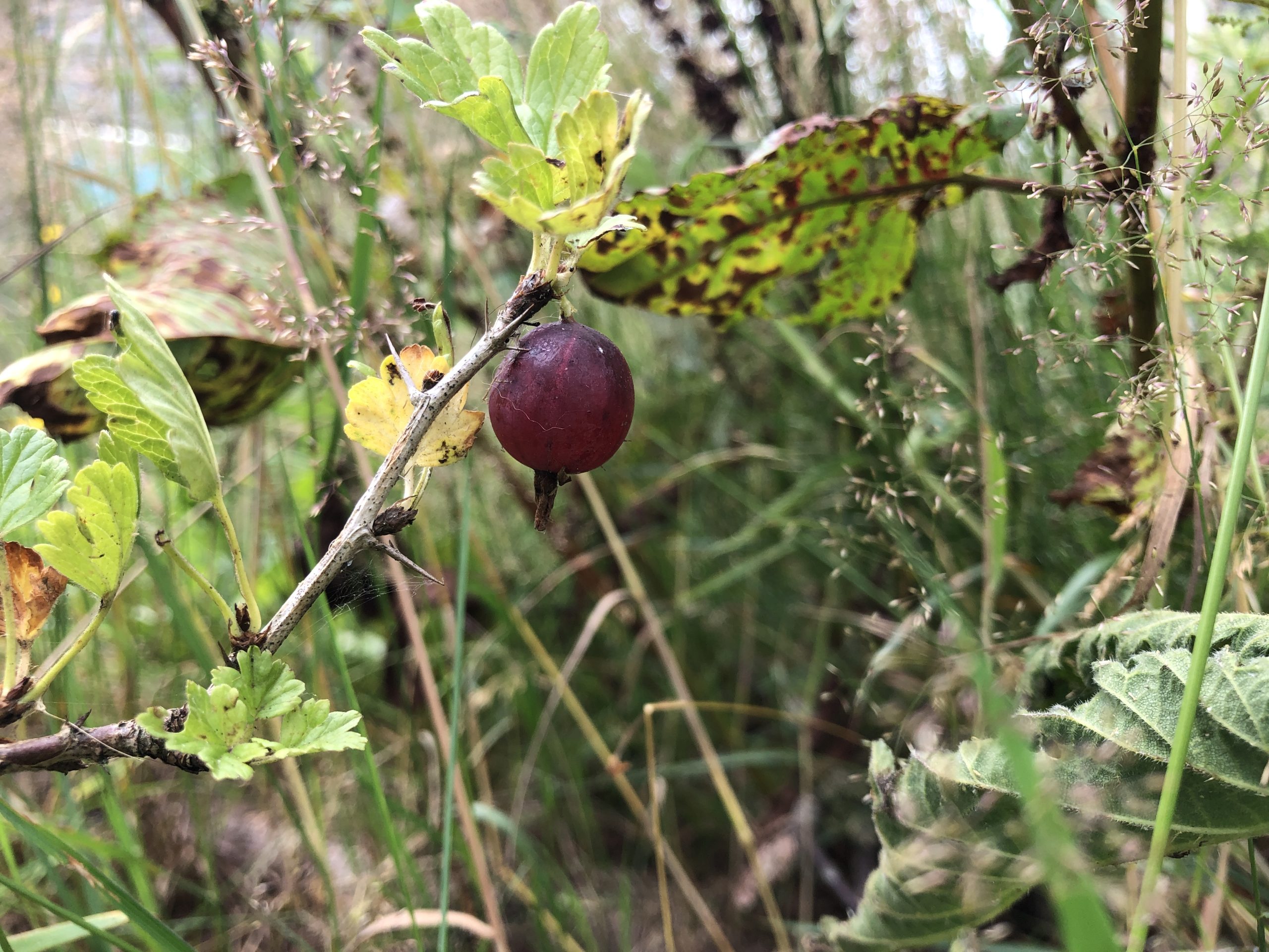 Kruisbes – Ribes uva-crispa | Hinnonmäki