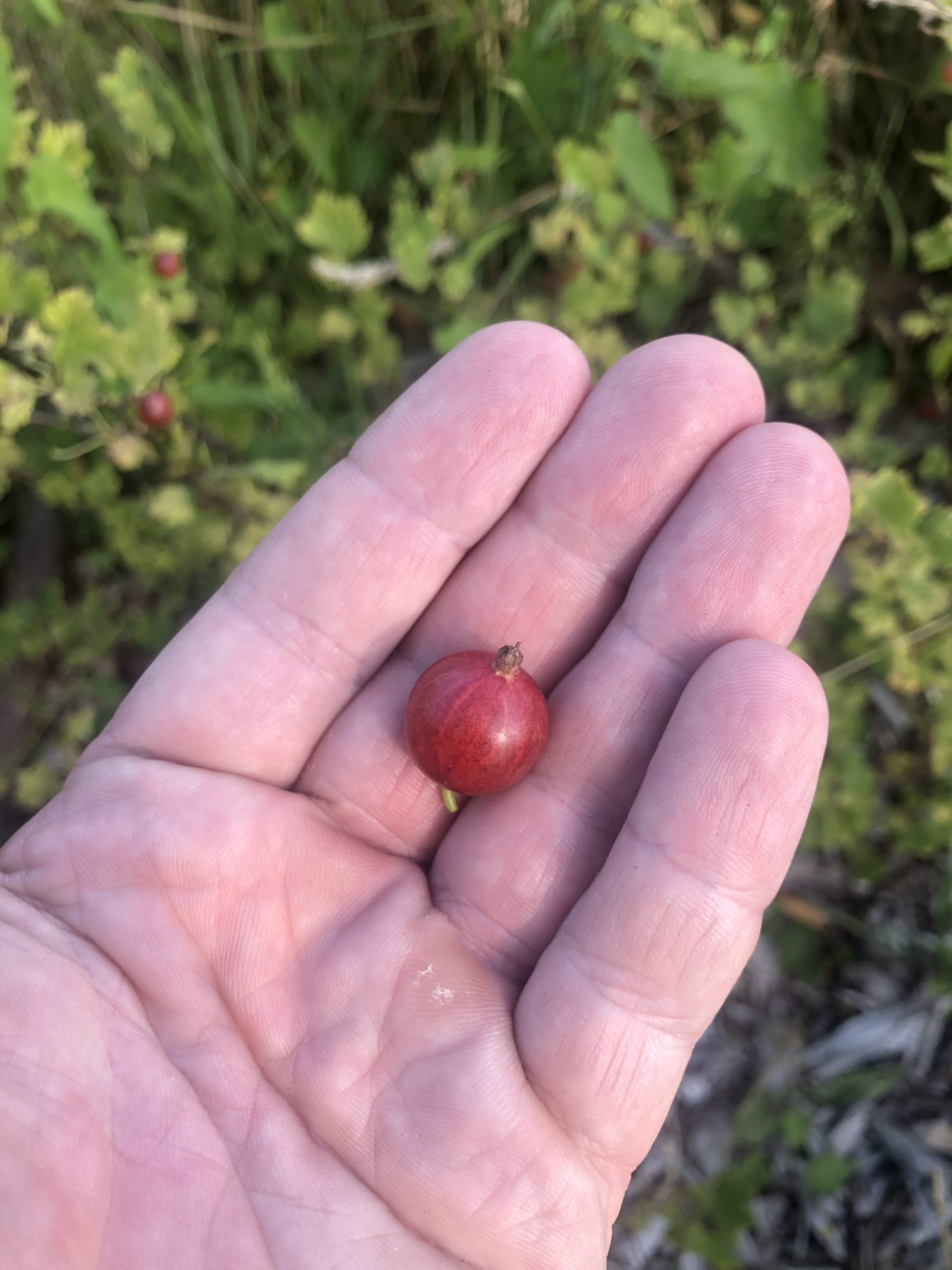 Kruisbes – Ribes uva-crispa | Captivator