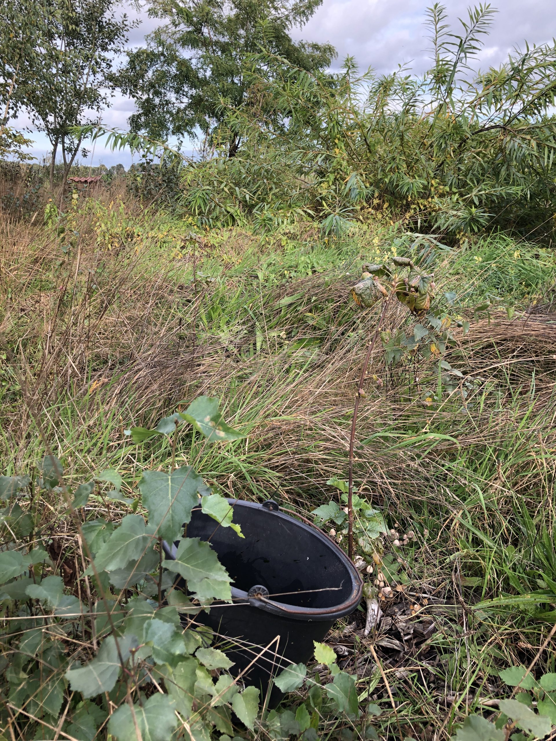 Zwarte bes – Ribes nigrum | Kosmicknaja