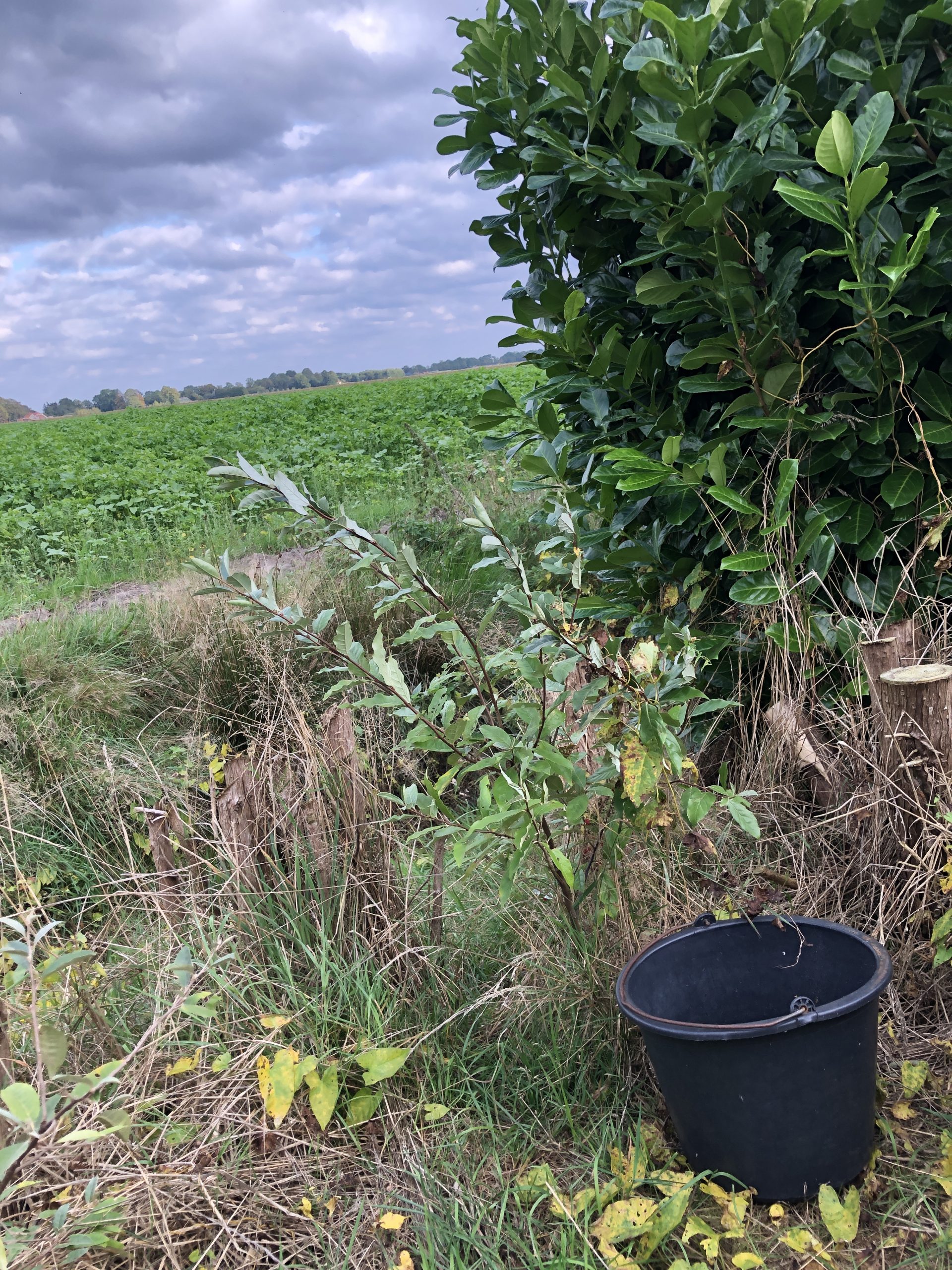 Herfstolijfwilg – Elaeagnus umbellata