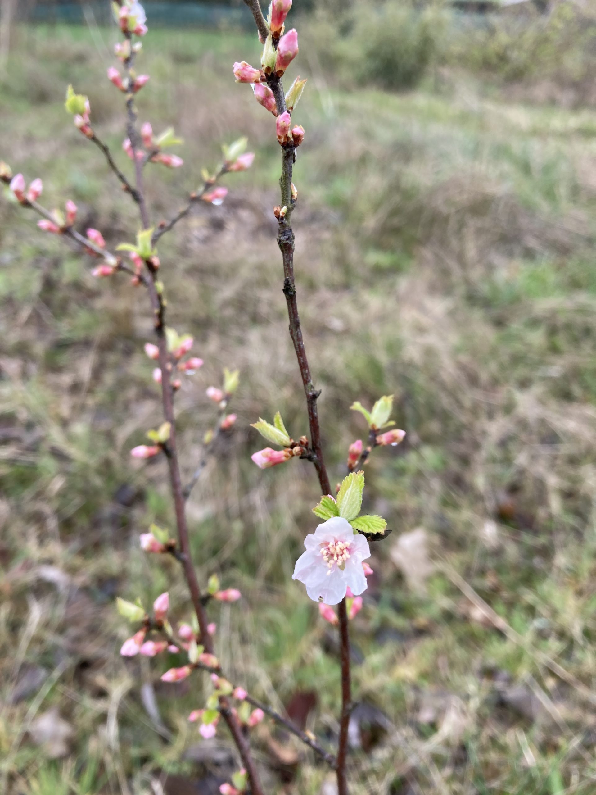Nanking kers – Prunus tomentosa