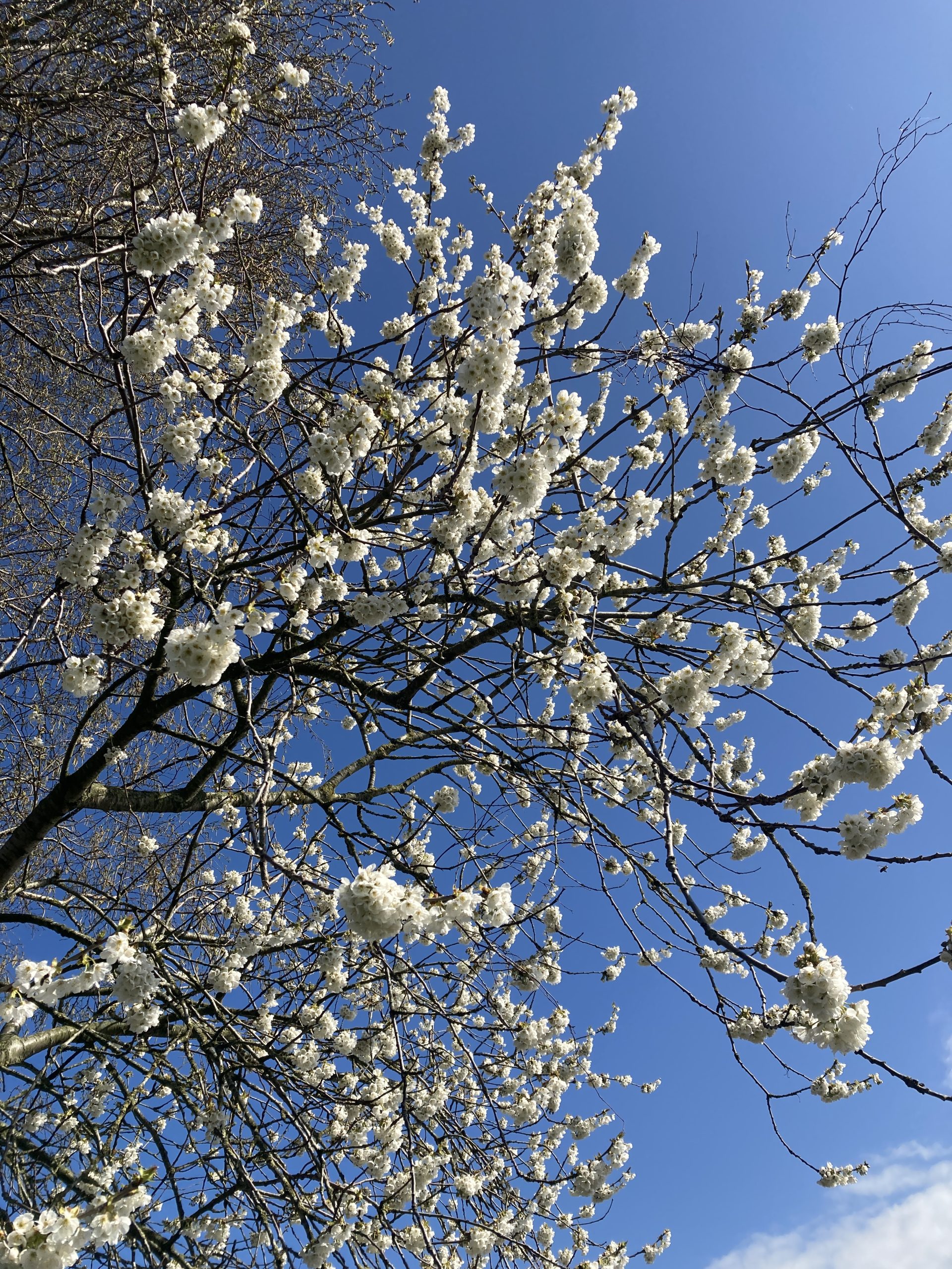 Zoete kers – Prunus avium