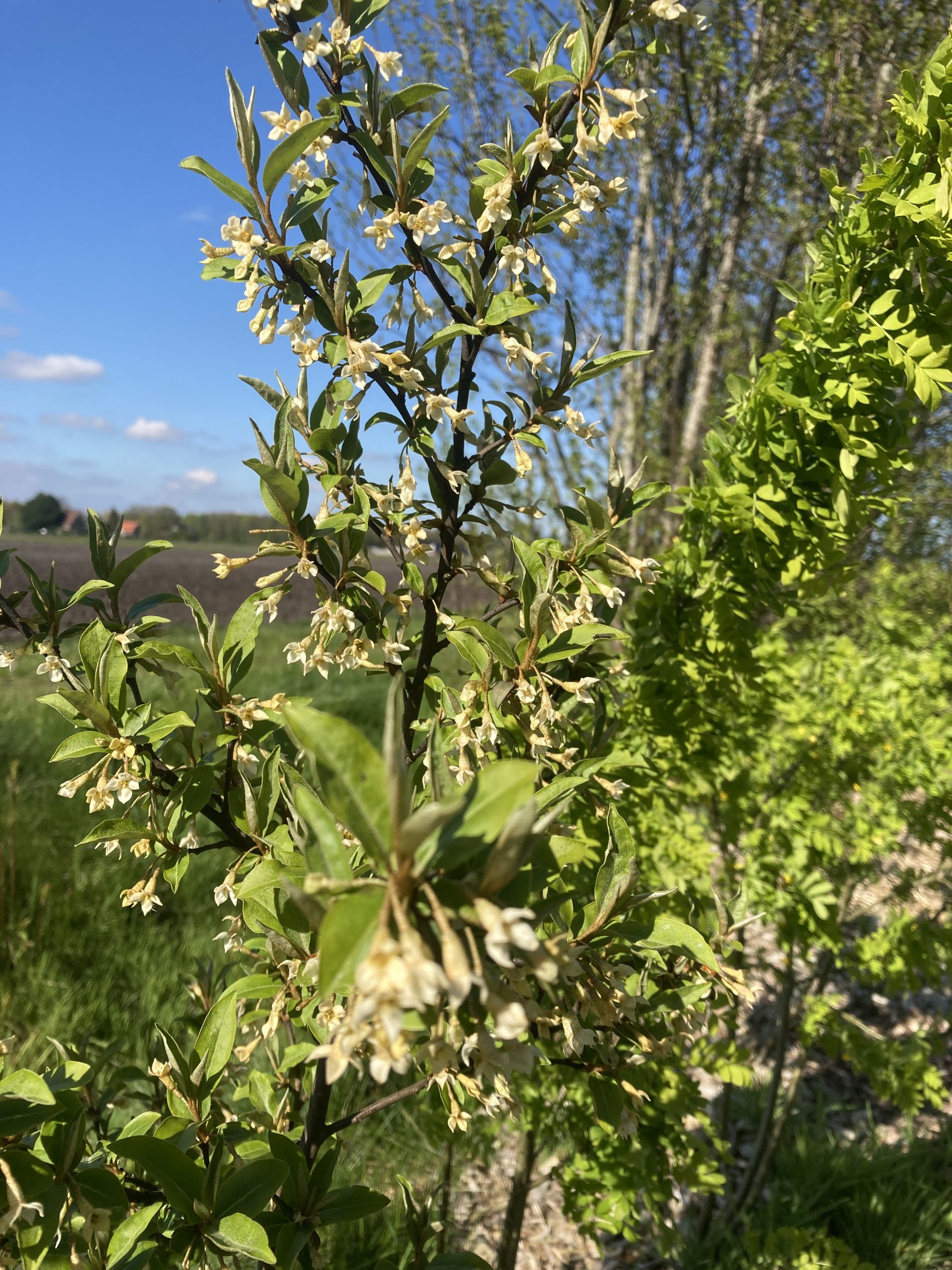 Langstelige olijfwilg – Elaeagnus multiflora