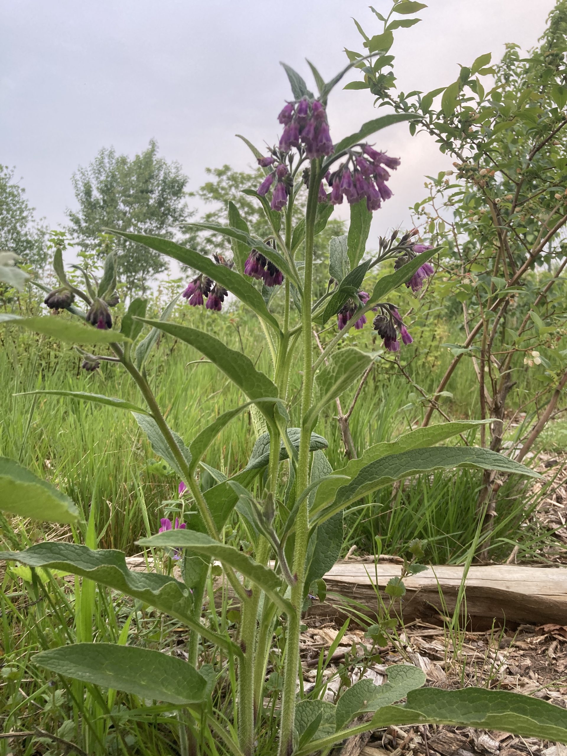Russische smeerwortel – Symphytum × uplandicum | Bocking 14