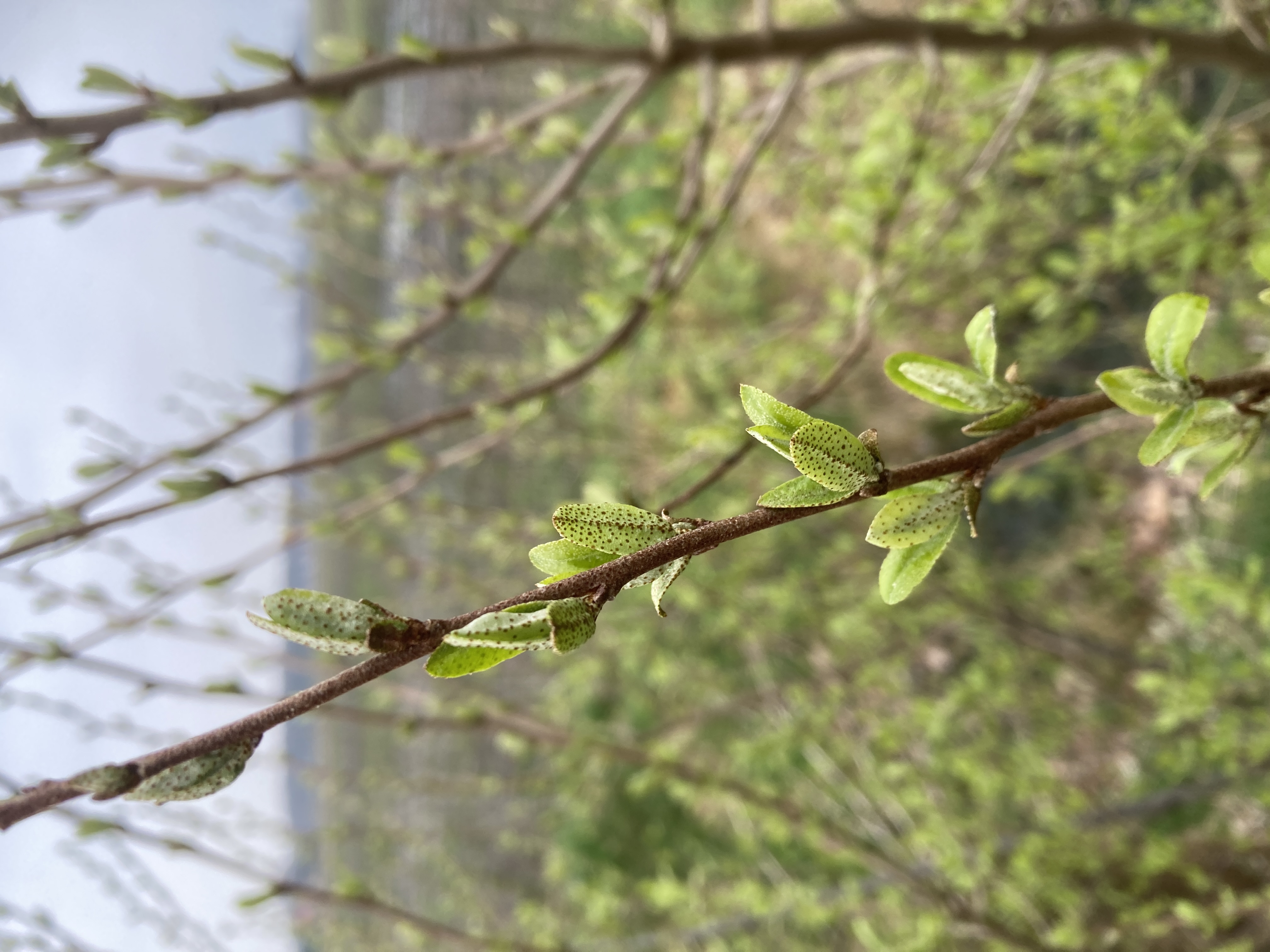 Herfstolijfwilg – Elaeagnus umbellata | Brilliant Rose