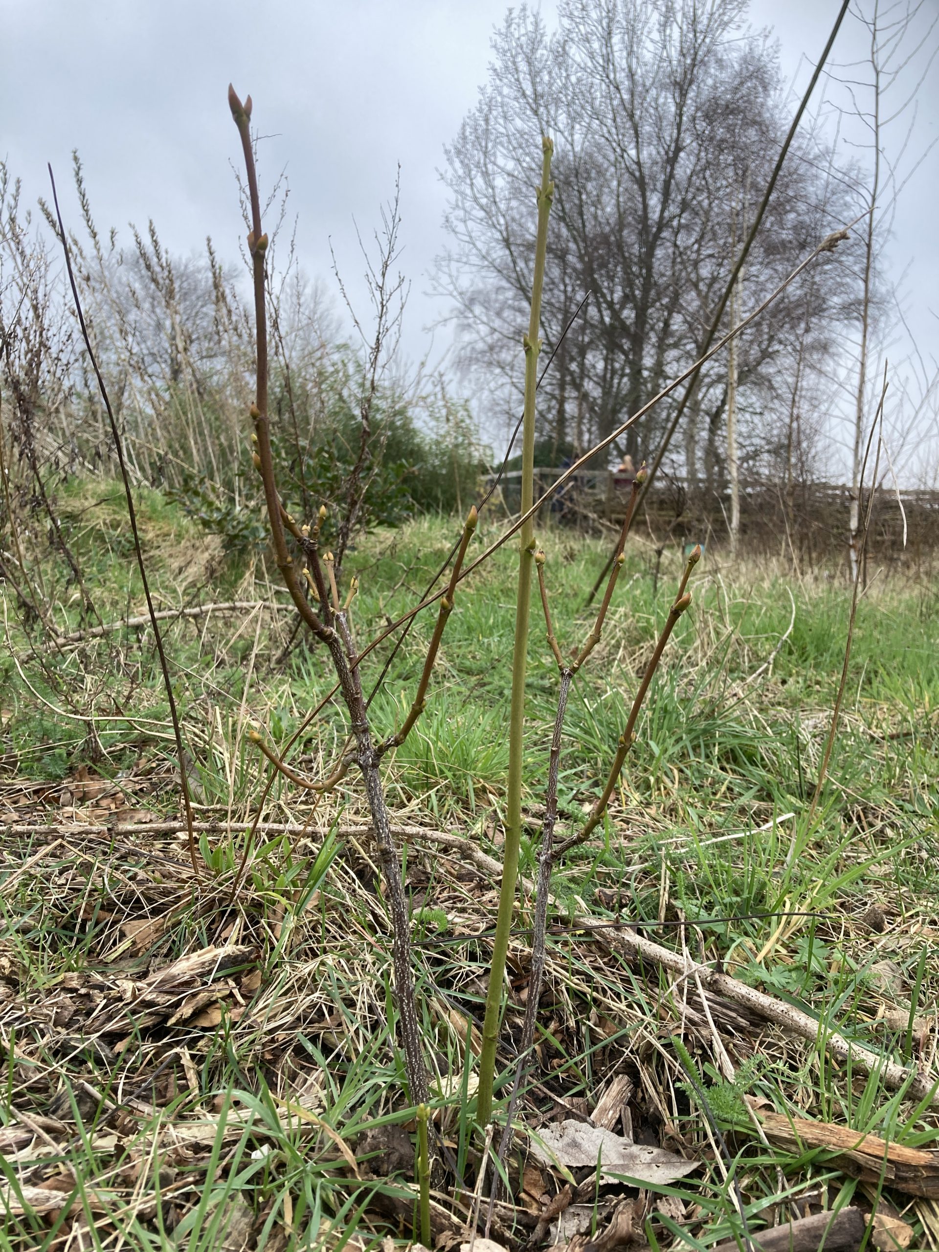 Pimpernoot – Staphylea pinnata