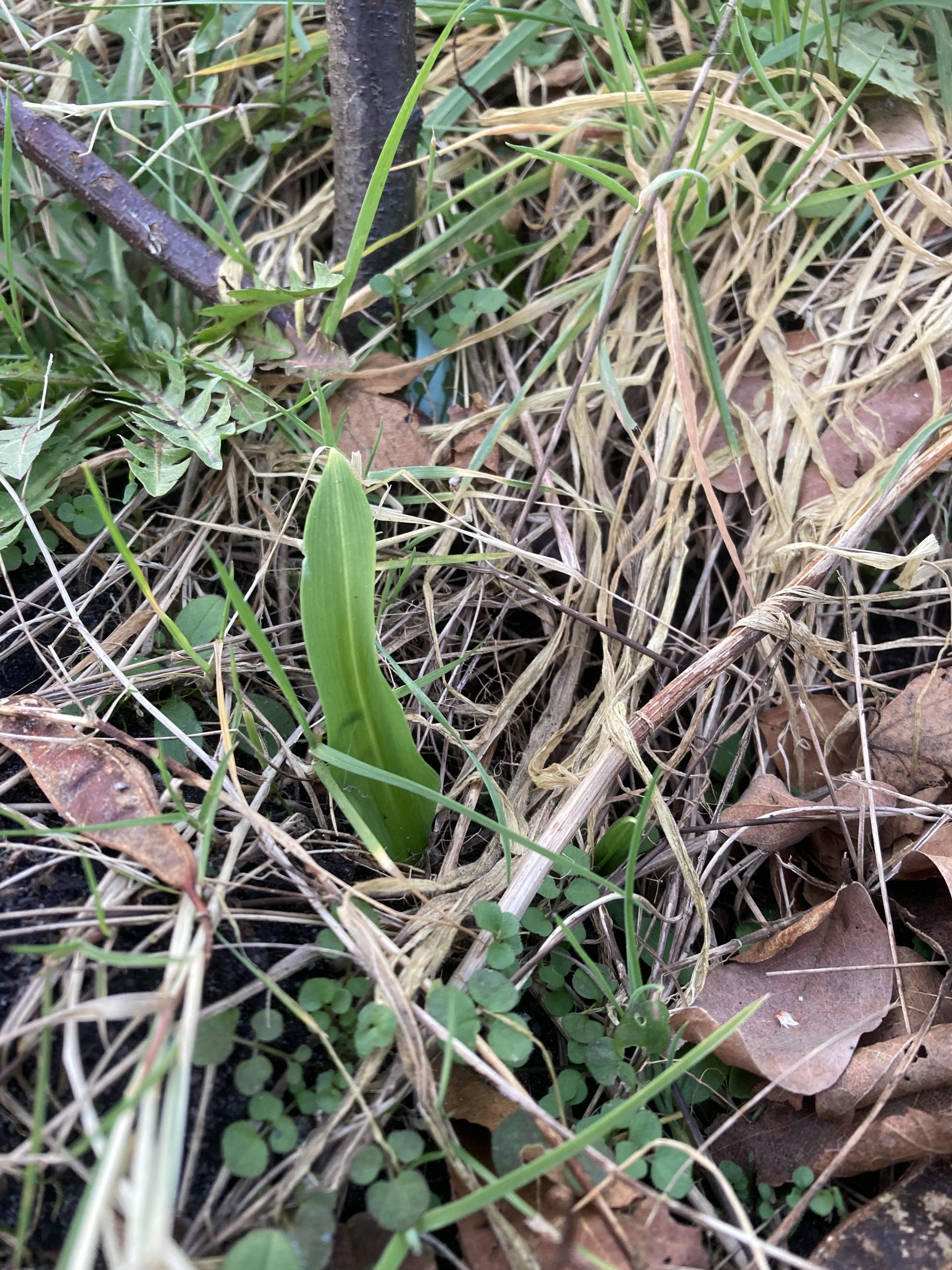 Daslook – Allium ursinum