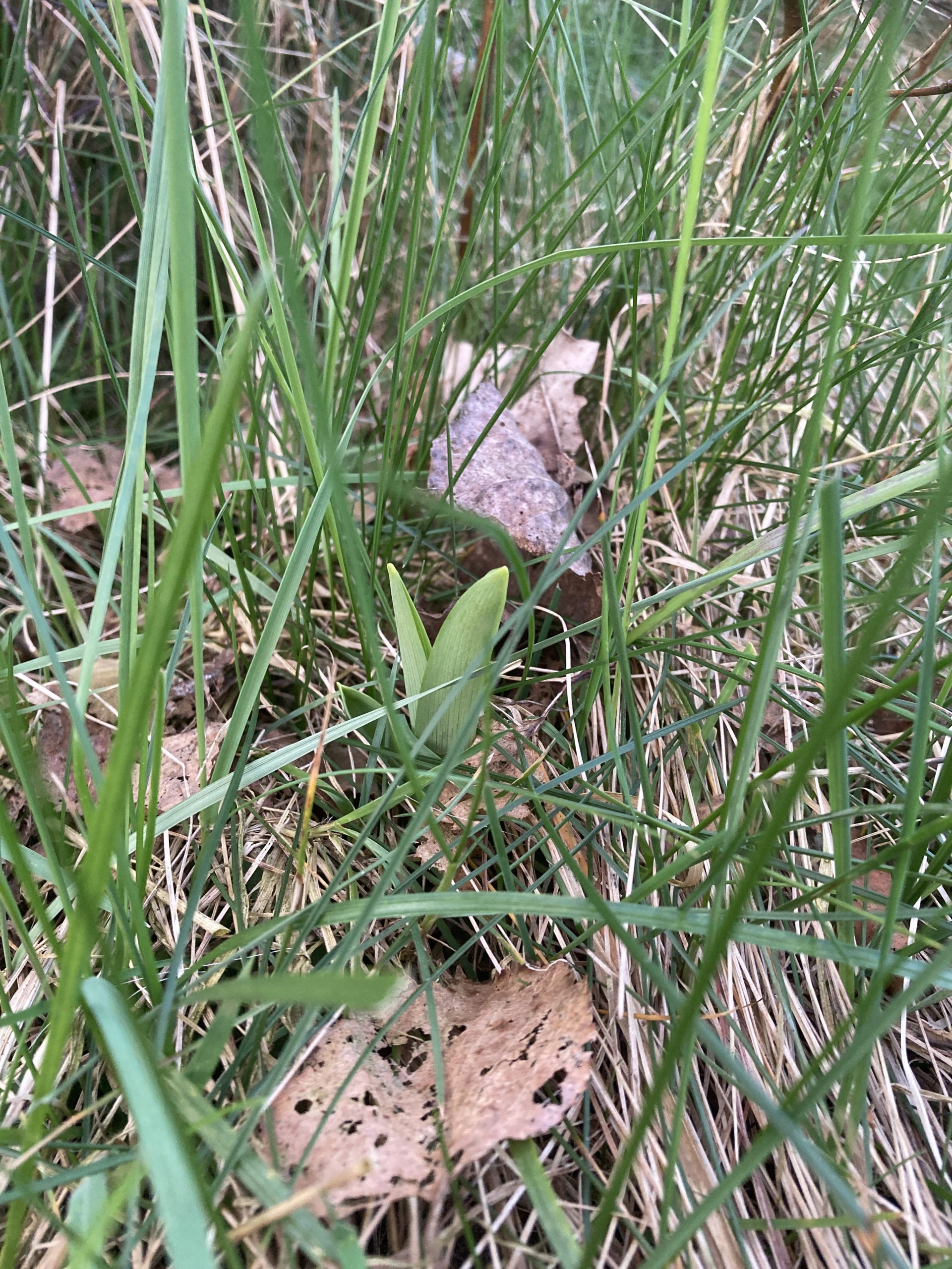 Daglelie – Hemerocallis spp