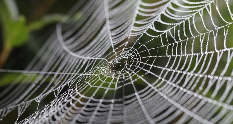 web