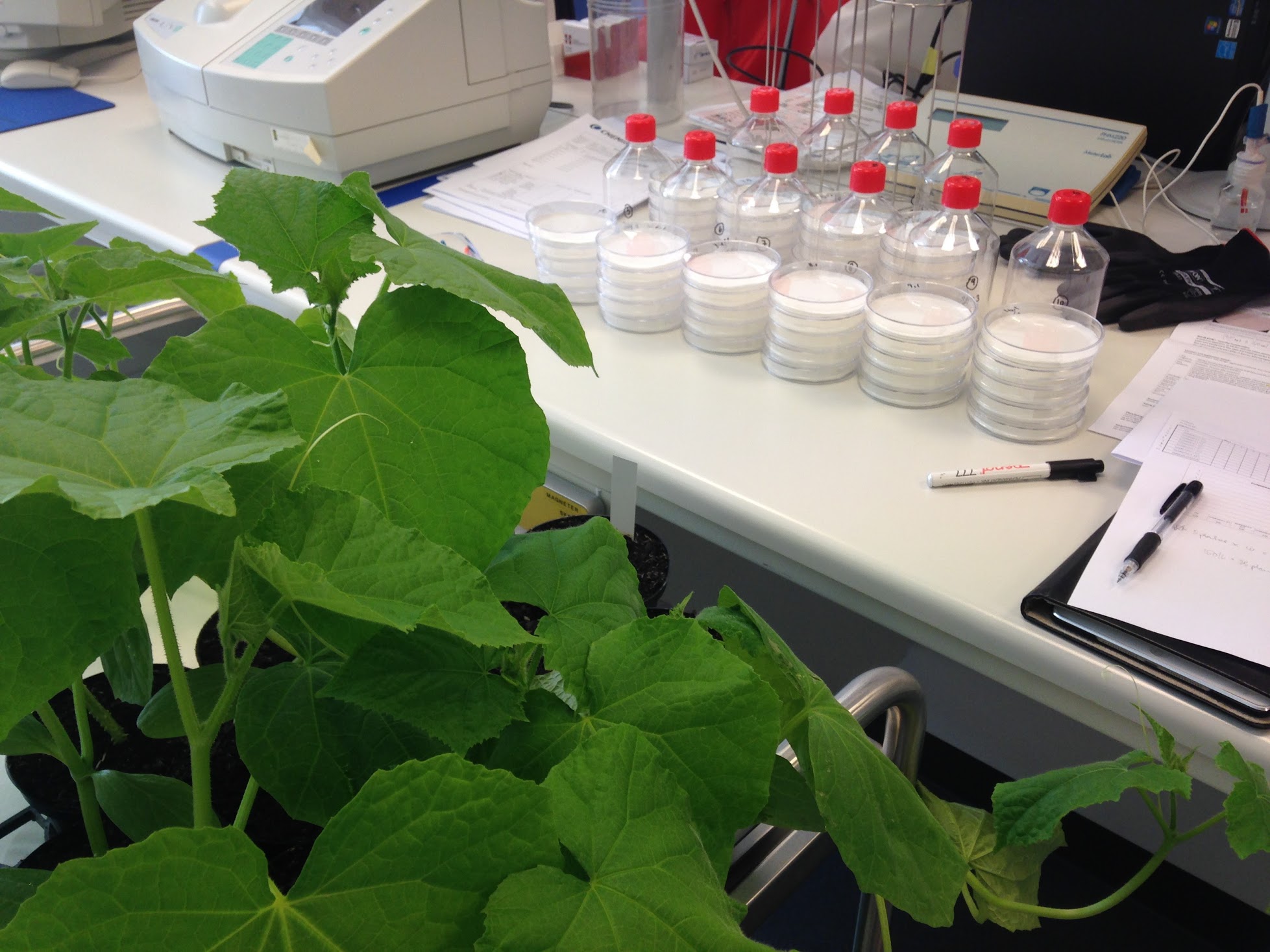 Bioscience Strategic Research Management & Biopesticide Product Development