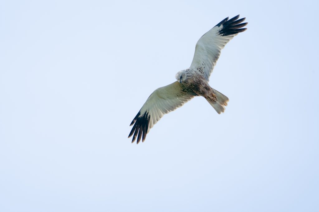 Caspar Schoevaars