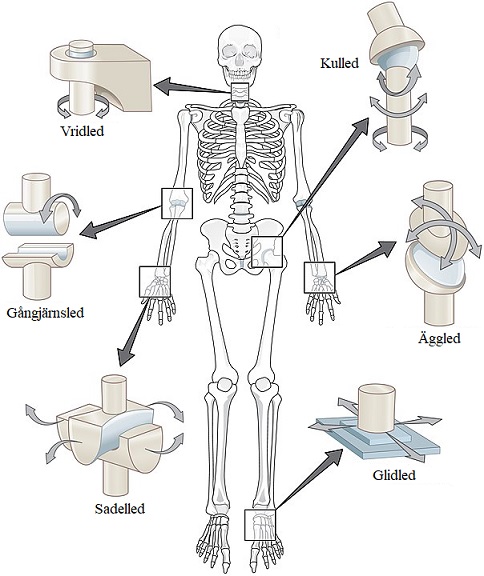Skelett och leder – Ugglans Biologi
