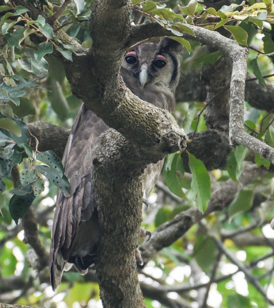 op stap met fatou tours, verreaux's eagle owl.