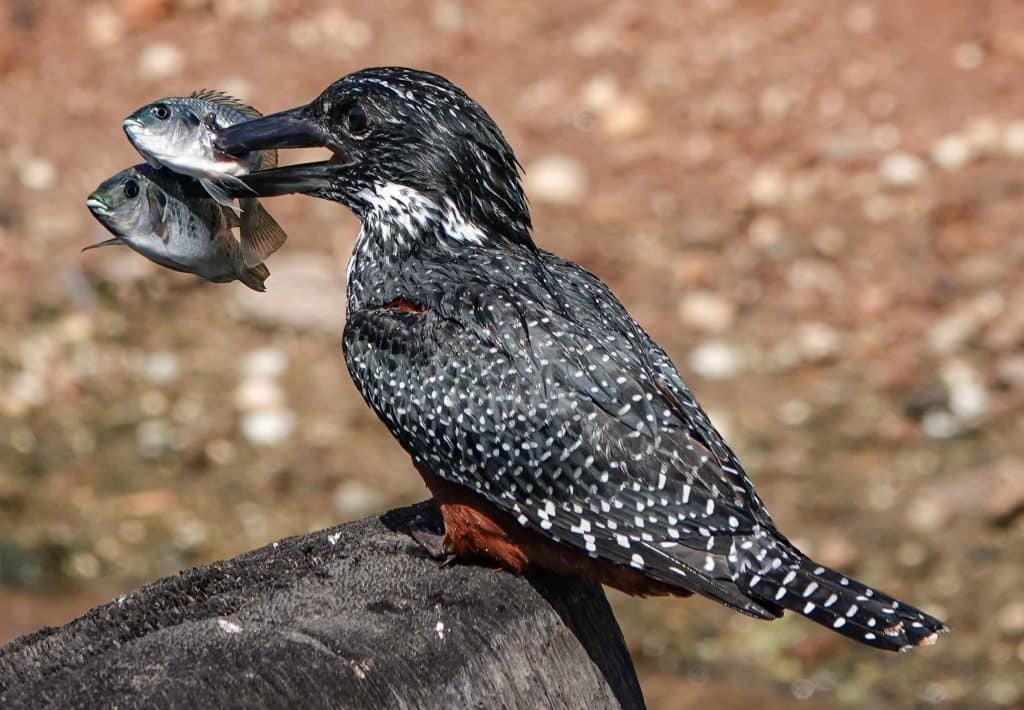 vogelreizen met fatou tours, de giant kingfisher !