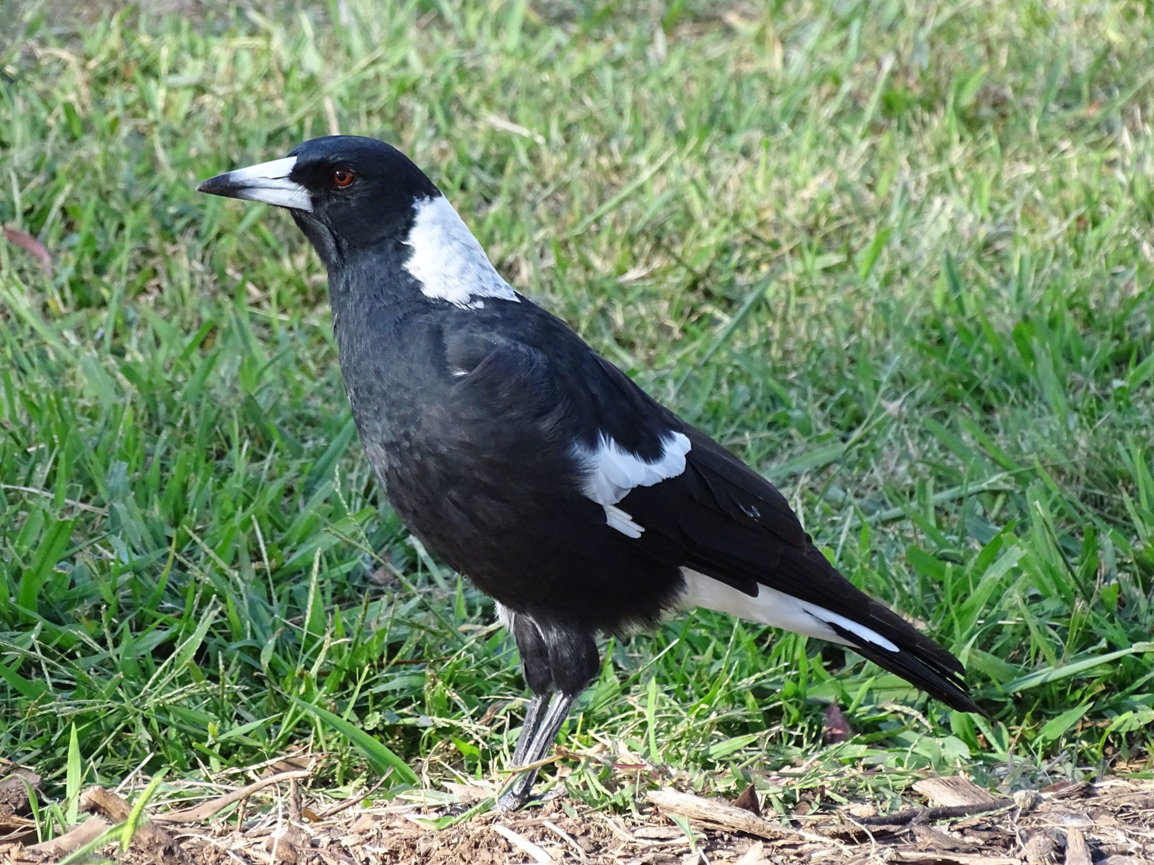 Australian Magpie (Cracticus tibicen)