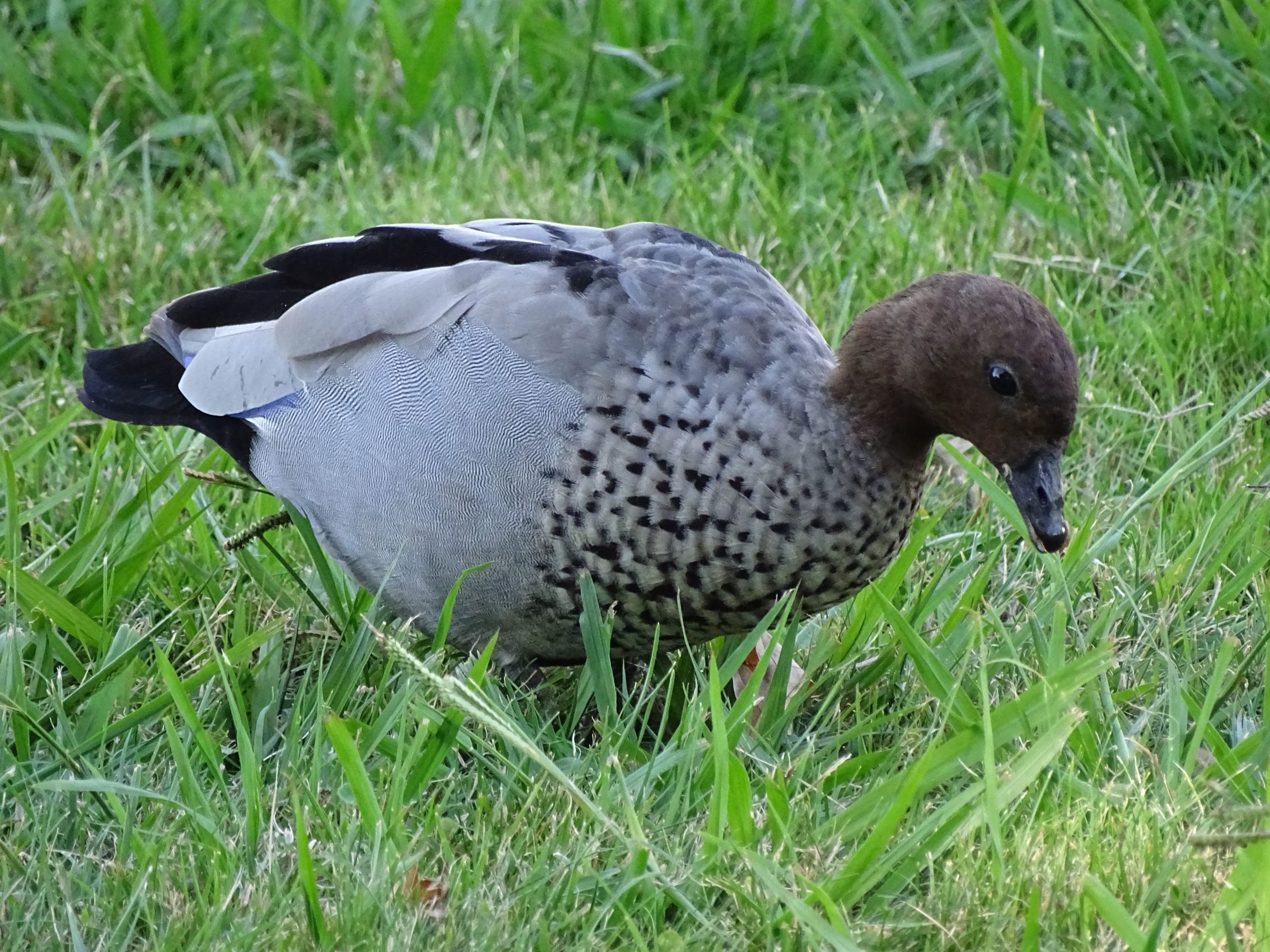 Australian Wood Duck (Chenonetta jubata)