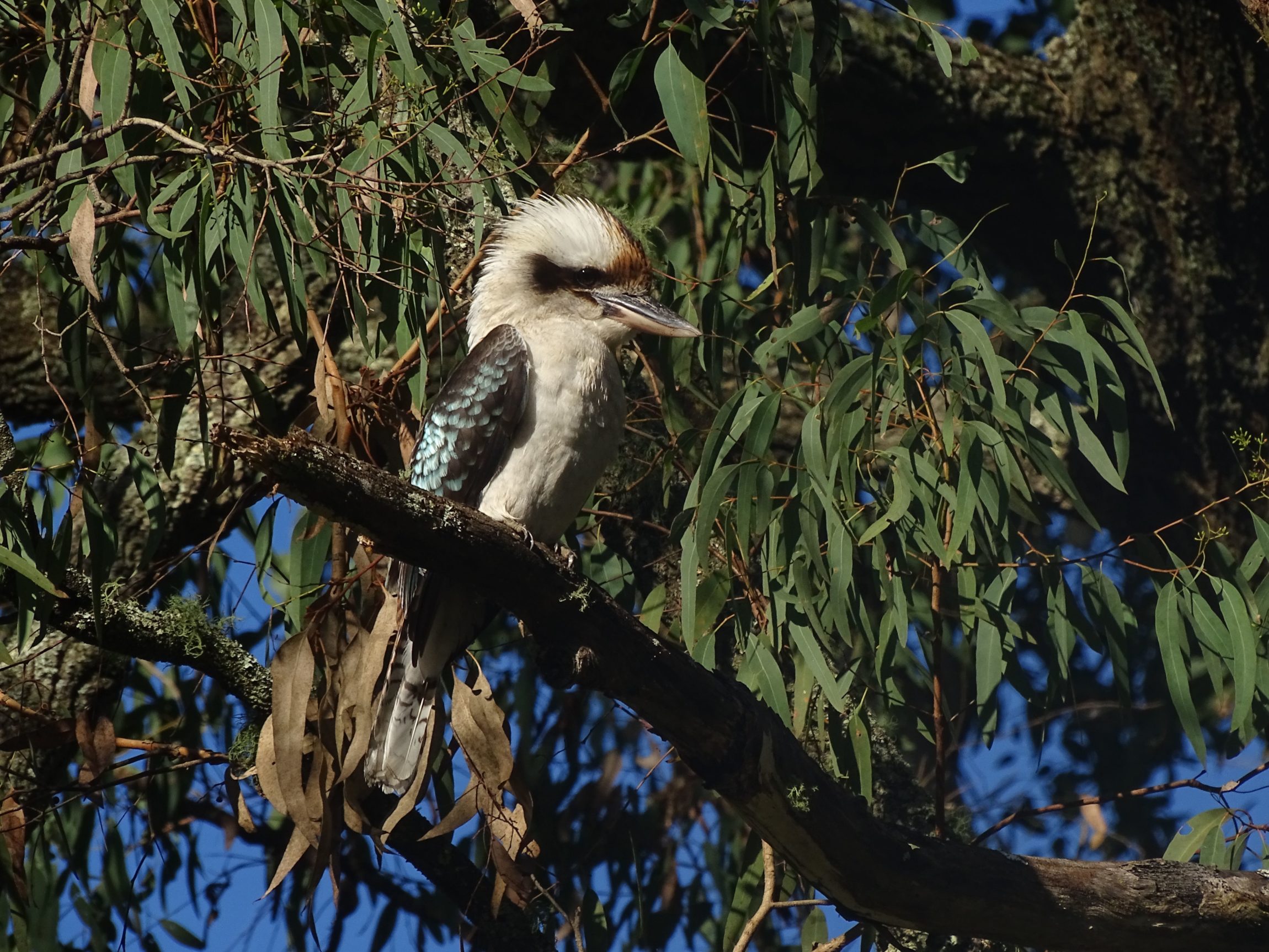 Laughing Kookaburra (Dacelo novaeguineae)